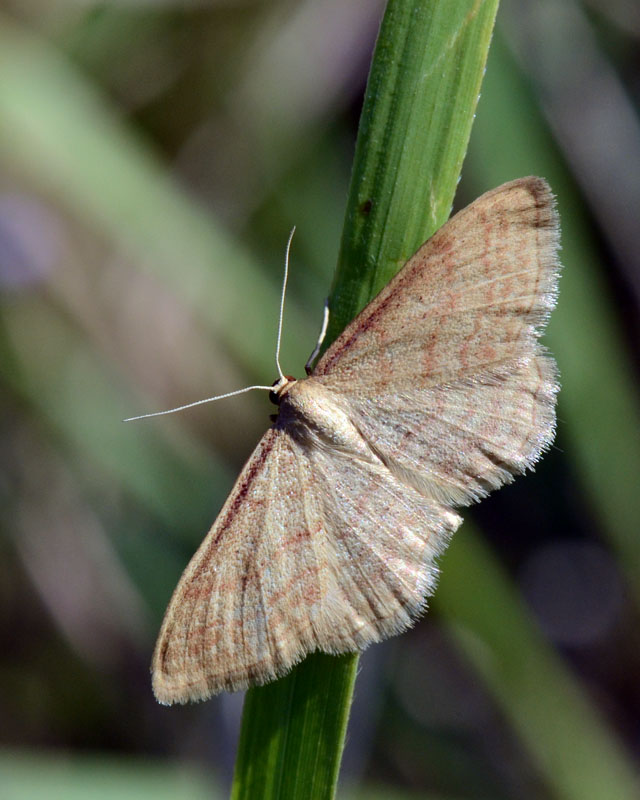 4 Geometridi di genere Idaea in esame